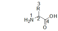 <strong>Which choice has the BEST labels for this amino acid? </strong> A) 1: amino acid 2: carbon 3: side chain 4: alcohol B) 1: amide 2: α-carbon 3: R 4.ester C) 1: amine 2: side chain 3: α-carbon 4.ester D) 1: amide 2: α-carbon 3: side chain 4.carbonyl E) 1: amine 2: α-carbon 3: side chain 4.carboxylic acid