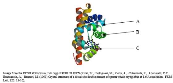 The structure of myoglobin is shown below.Which level of architecture does this protein lack?   A)  This protein has all levels of architecture. B)  primary C)  secondary D)  tertiary E)  quaternary