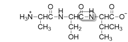 <strong>The boxed bond in the following peptide is a </strong> A) peptide bond. B) ionic bond. C) nonpolar covalent bond. D) hydrogen bond. E) chiral carbon.