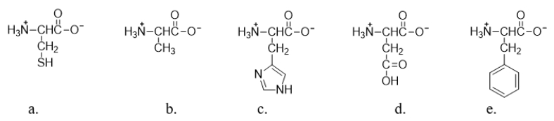 <strong>Which amino acid is polar neutral? </strong> A) amino acid a B) amino acid b C) amino acid c D) amino acid d E) amino acid e