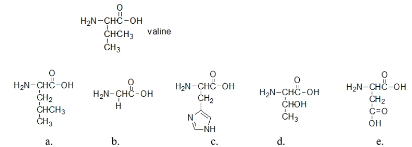 An amino acid substitution can result in a large change in secondary and tertiary structure.Sometimes, the substitution leads to very little change.The structure of valine is shown below.Which amino acid would probably cause the least amount of perturbation to protein structure if it was substituted for a valine?   A)  amino acid a B)  amino acid b C)  amino acid c D)  amino acid d E)  amino acid e