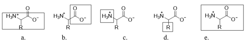 In which structure is the box ONLY around the amino acid side chain?   A)  structure a B)  structure b C)  structure c D)  structure d E)  structure e