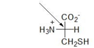 What is indicated by the arrow pointing to part of the Fischer projection below?   A)  the beta carbon B)  the anomeric carbon C)  a chirality center D)  a secondary amine E)  a peptide bond