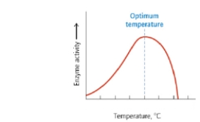 Assuming that the enzyme represented by the graph below is found in humans, what temperature is MOST likely to be the optimum temperature?   A)  0 ºC B)  10 ºC C)  37 ºC D)  55 ºC E)  100 ºC