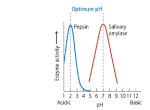 According to the following graph of activity as a function of pH, at which of the following pH values is the reaction that pepsin catalyzes the fastest?   A)  1.0 B)  2.0 C)  5.0 D)  7.0 E)  11