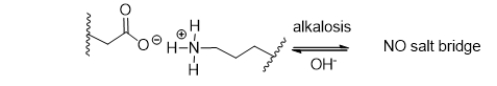During alkalosis of a protein, shown below, salt bridges are broken, resulting in denaturation.Which choice shows the products of alkalosis?   A)    B)    C)    D)    E)   