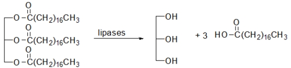 <strong>Which of the following reactions illustrate the hydrolysis of triacylglycerols during digestion?</strong> A) B) C) D) E) All of the above can occur.