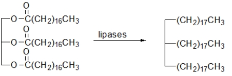<strong>Which of the following reactions illustrate the hydrolysis of triacylglycerols during digestion?</strong> A) B) C) D) E) All of the above can occur.