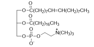 The component of a cell membrane shown below is a   A)  glycerophospholipid. B)  glycosphingolipid. C)  sphingomyelin. D)  triacylglycerol. E)  fatty acid.
