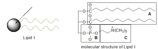 <strong>A membrane lipid is often depicted as shown below in lipid I.Which part of the molecular structure of lipid I does the circle represent? </strong> A) part A B) part B C) part C D) parts A and B E) parts B and C