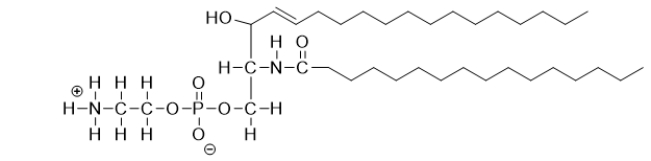 <strong>What type of lipid is this molecule? </strong> A) This is a triacylglycerol. B) This is a glycerophospholipid. C) This is a glycosphingolipid. D) This is a sphingomyelin. E) This is a cerebroside.