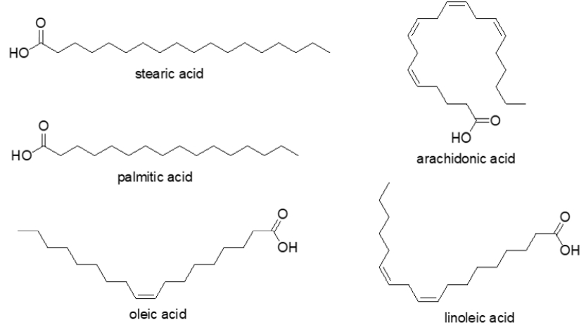 Predict the order of melting point from lowest to highest for the fatty acids below.   A)  stearic < oleic < palmitic < arachidonic < linoleic B)  arachidonic < linoleic < oleic < palmitic < stearic C)  arachidonic < stearic < oleic < palmitic < linoleic D)  oleic < palmitic < arachidonic < linoleic < stearic E)  palmitic < stearic < oleic < arachidonic < linoleic