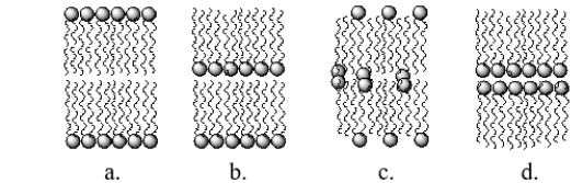 <strong>Which figure BEST illustrates how the lipid bilayer would arrange itself in a nonpolar solution, such as hexane? </strong> A) figure a B) figure b C) figure c D) figure d E) The bilayer would disintegrate.