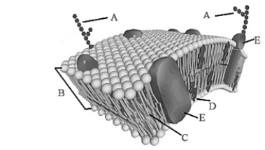 <strong>In the following illustration of a cell membrane, the molecule that acts as a receptor, communicating with molecules such as steroids, is represented by the letter </strong> A) A B) B C) C D) D E) E