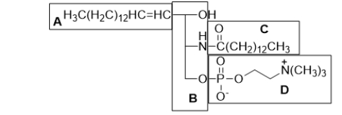 <strong>The lipid is labeled A-D.Which of the labeled parts of this molecule comprise the sphingosine backbone? </strong> A) A only B) A and B C) B and C D) A, B, and D E) The sphingosine backbone is composed of all of the labeled parts of the molecule.
