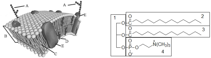 The component of the cell membrane labeled C corresponds to which part of the following glycerophospholipid?   ​ A)  component 1 B)  component 2 C)  component 3 D)  component 4 E)  components 2 and 3