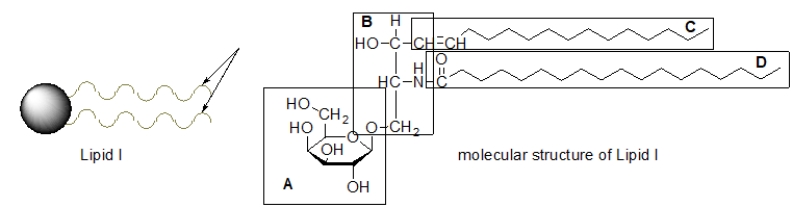 A membrane lipid is often depicted as shown below in lipid I.Which part of the molecular structure of lipid I does the wavy line represent?   A)  part A B)  parts A and B C)  parts A, C, and D D)  parts C and D E)  parts B and D