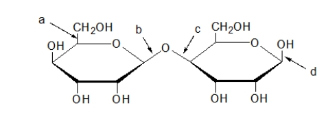 <strong>Which arrow is pointing to a glycosidic bond? </strong> A) a only B) b only C) c only D) b and c E) b, c, and d