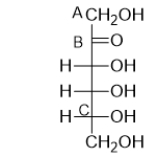 <strong>The Fischer projection for fructose is shown below.Is it a D-sugar or an L-sugar? </strong> A) It is a D-sugar because the hydroxyl at carbon A is to the right. B) It is a D-sugar because the carbonyl at carbon B is to the right. C) It is a D-sugar because the hydroxyl at carbon C is to the right. D) It is an L-sugar because the carbonyl at carbon B is to the right. E) It is an L-sugar because the hydroxyl at carbon C is to the right.