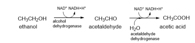 Which statement BEST describes the following reaction?   A)  In this reaction, both ethanol and NAD<sup>+</sup> are reduced. B)  In this reaction, both ethanol and NAD<sup>+</sup> are oxidized. C)  In this reaction, ethanol is reduced and NAD<sup>+</sup> is oxidized. D)  In this reaction, ethanol is oxidized and NAD<sup>+</sup> is reduced. E)  This is not an oxidation-reduction reaction.