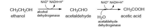 The first two steps of ethanol metabolism are shown below.Which molecule is reduced over the course of these reactions?   A)  ethanol and acetaldehyde B)  alcohol dehydrogenase and acetaldehyde dehydrogenase C)  ethanol and alcohol dehydrogenase D)  acetic acid E)  NAD<sup>+</sup>