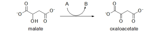 The following reaction is one step in the key metabolic pathway called the citric acid cycle.This reaction is missing a reactant (A) which reacts to form a product (B) .What is the identity of A and B?   A)  A is NAD<sup>+</sup>, and B is NADH + H<sup>+</sup>. B)  A is FAD, and B is FADH<sub>2</sub>. C)  A is NADH + H<sup>+</sup>, and B is NAD<sup>+</sup>. D)  A is FADH<sub>2</sub>, and B is FAD. E)  Actually, there is no A, but B is H<sub>2</sub>.
