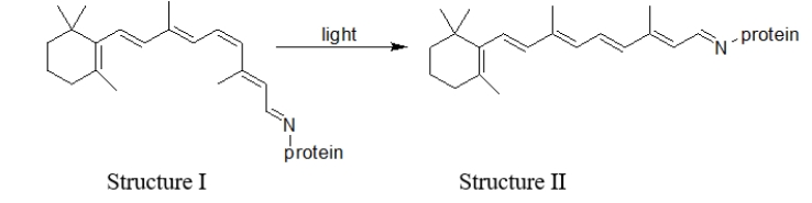 What happens in the retina as a result of the change illustrated in the reaction of rhodopsin in the presence of light?   A)  Nothing happens. B)  The retina is damaged. C)  A signal is sent to the brain that light is detected. D)  A signal is sent to the spinal cord to react to the light. E)  The retina makes more protein.