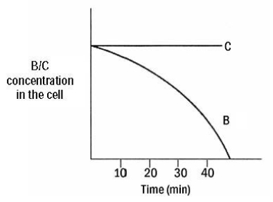 The graph below shows the concentrations of B and C inside the cell over time when the cell that has imported B and C in Figure 8.1 above is transferred to a solution containing a much lower concentration of B and C.Based on these data and coupled with the data observed above,substance C is transported via   A) active transport. B) facilitated transport. C) passive transport. D) simple diffusion. E) A,B,and C.