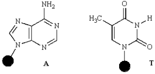 The heterocyclic compounds adenine (A)  and thymine (T)  form base pairs in DNA via how many hydrogen bonds?   A)  1 B)  2 C)  3 D)  4 E)  5