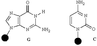The heterocyclic compounds guanine (G)  and cytosine (C)  form base pairs in DNA via how many hydrogen bonds?   A)  1 B)  2 C)  3 D)  4 E)  5
