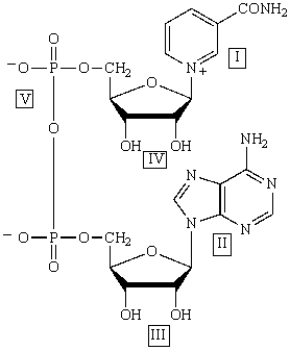 Which ring of NAD, below, is reduced to produce NADH?   A)  I B)  II C)  III D)  IV E)  V