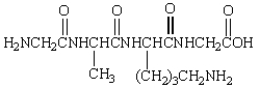 Sanger's reagent (2,4-dinitrofluorobenzene)  reacts with the following to give, after complete hydrolysis,   A)  no labeled amino acids. B)  one labeled and two unlabeled amino acids. C)  one labeled and three unlabeled amino acids. D)  two labeled and one unlabeled amino acids. E)  two labeled and two unlabeled amino acids.