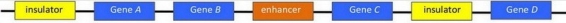 The enhancer shown in the diagram is able to regulate transcription of which genes?   (Select all that apply. )  A) Gene A B) Gene B C) Gene C D) Gene D