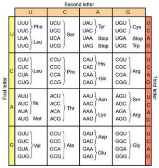 This sequence is the 5′ end of a mRNA: 5′ UUCGACCAUUAACGGUUGAAGGUAG 3′     -If this mRNA is transcribed and translated in the mitochondria, what amino acid sequence is encoded? A) Phe Asp His B) Met Asn Gly Trp C) Met Asn Gly D) Translation will not begin.