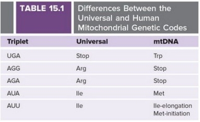 This sequence is the 5′ end of a mRNA: 5′ UUCGACCAUUAACGGUUGAAGGUAG 3′     -If this mRNA is transcribed and translated in the mitochondria, what amino acid sequence is encoded? A) Phe Asp His B) Met Asn Gly Trp C) Met Asn Gly D) Translation will not begin.