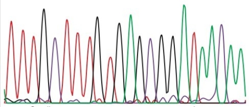 You performed a Sanger sequencing reaction and obtained the following read.In this figure, A = green, C = purple, G = black, T = red.The height of the peaks is unimportant.The smallest molecule is at the left of the trace.   -What is the sequence of the DNA synthesized in the sequencing reaction? A) 5' TTTGCTTTGTGAGCGGATAACAA 3' B) 3' TTTGCTTTGTGAGCGGATAACAA 5' C) 5' AAACGAAACACTCGCCTATTGTT 3' D) 3' AAACGAAACACTCGCCTATTGTT 5'