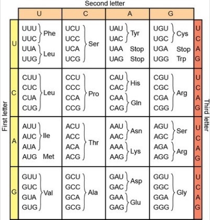 In frogs, green skin is determined by gene B.The wild-type sequence of the 5′ end of the RNA-like strand of the entire first exon is shown below.The gene encodes an enzyme that functions to convert a brown compound into a green pigment in the skin. 5′ ACTCAAGCACAGGTCGCATAAATGTTCCTGTTATTTGG… 3′ The table of codons is provided here:   -Which are the first three amino acids encoded by the wild-type sequence of gene B? A) N-Thr-Gln-Ala… B) N-Pro-Asn-Asn… C) N-Met-Phe-Leu… D) N-Ser-Ser-Val… E) The correct sequence is not shown here.