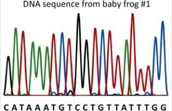 Baby frog #1 was born with brown skin instead of the normal green.DNA was collected from the baby frog and the DNA sequence of part of gene B was determined using the primer 5′ ACTCAAGCACAGGTCG 3′.What is the entire sequence of the smallest DNA fragment produced in the sequencing reaction? (See diagram for sequencing data. )  https://commons.wikimedia.org/wiki/File:DNA_sequence.svg   A) C B) 5′ ACTCAAGCACAGGTCGC C) 5′ AGGTCGG D) 5′ CATAAATGTCCTGTTATTTGG E) 5′ CGACCTG