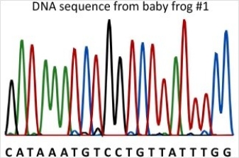 Baby frog #1 is homozygous for a mutant allele of gene B (allele b<sup>1</sup>) .Compare the DNA sequence from baby frog #1 with the wild-type sequence to determine how allele b<sup>1</sup> is different from the wild-type.What effect does the mutation in allele b<sup>1</sup> have on the protein?   A) Allele b<sup>1</sup> has a frameshift mutation-a deletion of one nucleotide resulting in a frameshift that changes all amino acids from that point on. B) Allele b<sup>1</sup> has a deletion of one nucleotide outside of the coding region and there is not effect on the protein. C) Allele b<sup>1</sup> has a missense mutation-a nucleotide substitution that changes one amino acid to another. D) Allele b<sup>1</sup> has a nonsense mutation-a nucleotide substitution that forms a stop codon. E) Allele b<sup>1</sup> has a nucleotide substitution that does not change the protein.