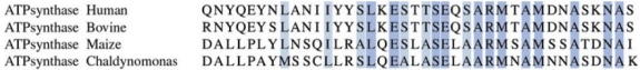 A sequence of amino acids found in a subunit of the ATP synthase enzyme in several species is shown below.Which amino acids are likely to be most important to the function of ATP synthase?   A) Those that are shaded dark blue because the amino acids are identical between species. B) Those that are shaded light blue because the amino acids are similar, but not identical. C) Those that are not shaded because the amino acid sequences are different between species. D) Comparing sequence between species does not indicate which amino acids are important to function.
