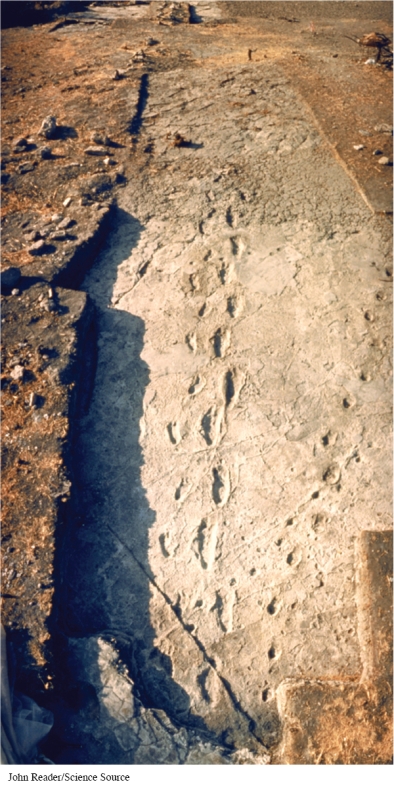 How do the footprints pictured in  Fossil Footprints from Laetoli in Tanzania  reflect the belief of many scholars that Australopithecines had short legs and travelled slowly?   A)  The uneven depth of the footprints B)  The footprints are spaced closely together. C)  The directional variation of the footprints D)  The relatively small size of some of the footprints