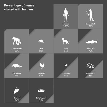 The DNA compared across species in this infographic is ________ DNA.  