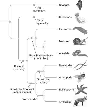 Between annelids,chordates,cnidarians,echinoderms,and nematodes,which two groups of organisms are most closely related? Support your answer with information from the phylogenetic tree below.  