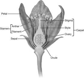 Flowers enhance sexual reproduction in plants by providing an avenue for male gametes to unite with female gametes.The drawing below illustrates that the ________ bears the female gamete and the ________ will develop into the fruit.   A)  anther; ovule B)  stamen; ovary C)  carpel; anther D)  ovule; ovary