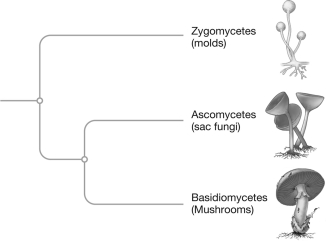 According to the phylogenetic tree shown below,   A)  ascomycetes are more closely related to zygomycetes than they are to basidiomycetes. B)  basidomycetes are more closely related to zygomycetes than they are to ascomycetes. C)  zygomycetes are more closely related to basidiomycetes than they are to ascomycetes. D)  zygomycetes have an equally close relationship to basidiomycetes and ascomycetes.