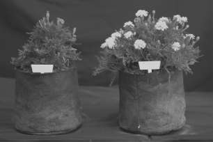 In the photo below,the plant on the ________ is most likely to be host to mycorrhizal fungi because the ________.   A)  left; fungi are obviously stunting its growth B)  right; mycelial mat of the fungus is enhancing the supply of water and essential minerals to the plant C)  right; mycelial mat of the fungus is photosynthesizing sugars to provide the plant with energy D)  left; mycelial mat of the fungus is photosynthesizing toxic sugars and pulling in minerals that are harming the plant