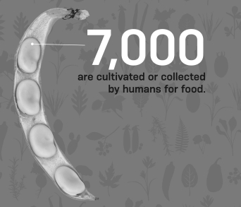 Many of the 7,000 crops cultivated or collected by humans for food contain seeds encased in a fruit like the one seen in the image below.These types of crops are ________ in kingdom ________.   A)  angiosperms; Plantae B)  angiosperms; Protista C)  gymnosperms; Plantae D)  gymnosperms; Protista