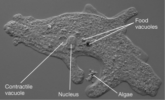 The amoeba pictured below uses the food vacuoles to ________ its food.  