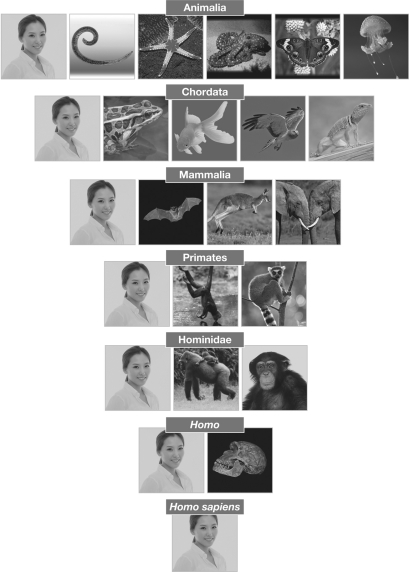 According to the classification chart shown below,humans are in the phylum ________.  