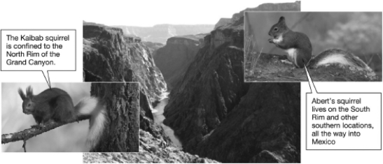 The two squirrel species shown in the figure below arose from the same ancestor.The Kaibab squirrel lives on the north rim of the Grand Canyon and the Abert's squirrel lives on the south rim.Which is the MOST likely explanation for their speciation?   A)  The population of ancestral squirrel occupied only one of the rims of the Grand Canyon.As the population grew,some members of the population crossed the Grand Canyon to form a new population. B)  The population of the ancestral squirrel was split by the formation of the Grand Canyon.Since the habitats were different on each rim,the populations evolved differently and became reproductively isolated. C)  When the Grand Canyon formed,competition for food and shelter became fierce.The two species arose through sympatric speciation as some individuals gathered food on the north rim rather than on the south rim. D)  The ancestral squirrel was actually a hybrid of two squirrel species.When the populations were separated and could no longer mate,the characteristics of the two species became more obvious.